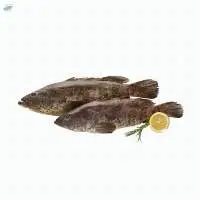 Grouper / Kerapu / Whole Round