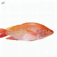 Tilapia /Ikan Talapia / Whole Round