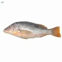 Snapper / Jenahak