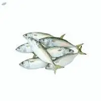 Indian Mackerel Fish