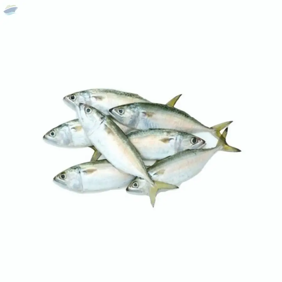 Indian Mackerel Fish