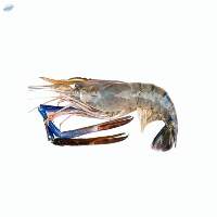 Frozen freshwater prawn (scampi)