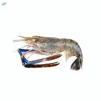 Frozen freshwater prawn (scampi)