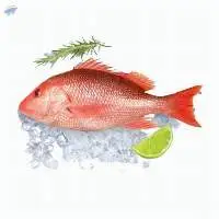 Red Snapper Fish