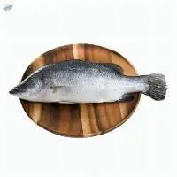 Seabass/ Barramundi
