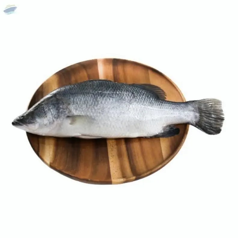 Seabass/ Barramundi