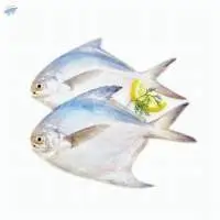 White Pomfret Whole Round Fish