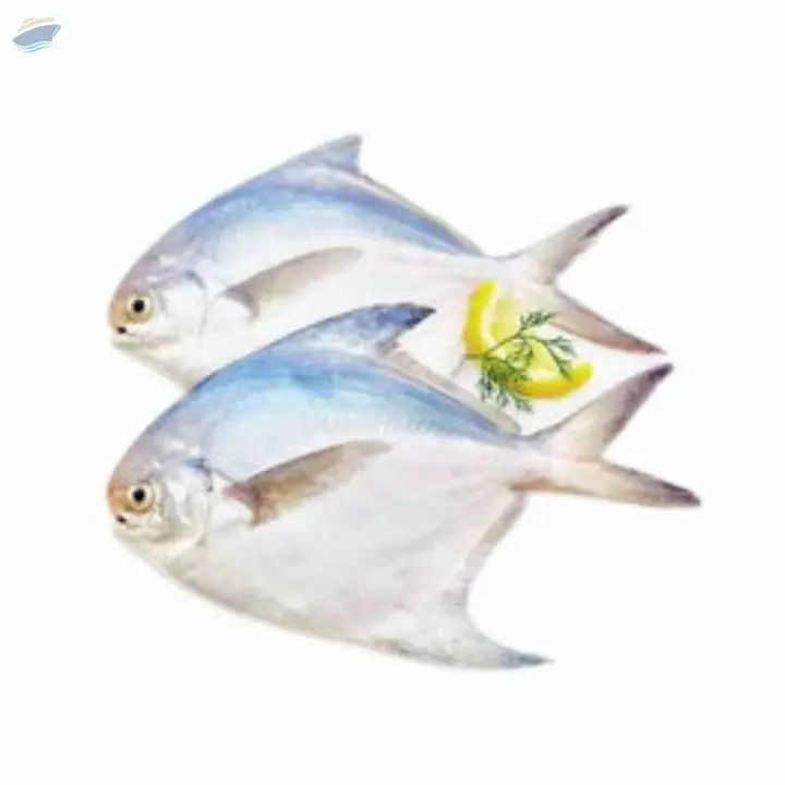 White Pomfret Whole Round Fish