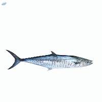 Spanish Mackerel Fish
