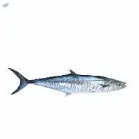 Spanish Mackerel Fish