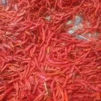 Dry Stemless Cayenne Chili Pepper