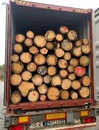 Spruce Logs