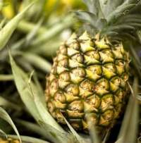 MD2 Pineapple