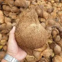 Semi Husked Coconut