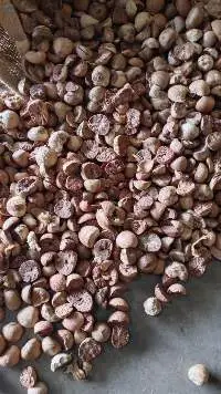 Betel Nuts