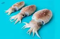 CuttleFish (Sepia Pharaonis)