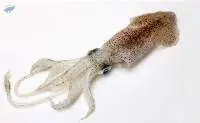 Squid- White (Loligo Duvauceli)