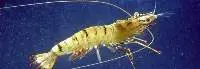 Tiger Prawn (Penaeus Monodon)