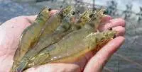 Vannamei Shrimp (Litopenaeus Vannamei)