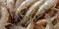 Brown Shrimp (Metapenaeus Affinis)