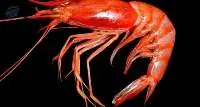 Red Shrimp (Aristeus Alcocki)