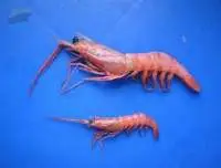 Goinar (Solenocera Crassicornis)
