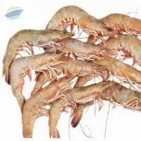 Flower Shrimp (Penaeus Semisulcatus)