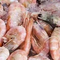 Pink Shrimp (Metapenaeus Monoceros)
