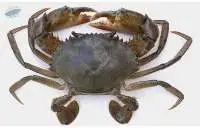 Mud Crab (Scylla Serrata)