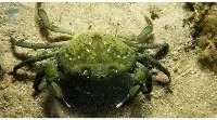 Green Crab (Portunus Sanguinolentus)