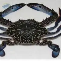 Blue Swimming Crab (Portunus Pelagicus)