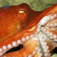 Octopus (octopus spp)