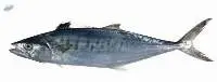 Seer Fish (Spanish King Mackerel)