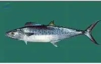 King Fish (scomberomorus Guttatus)