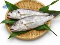Silver Croaker (Pennahia Argentata)