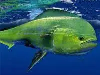 Mahi Mahi (Coryphaena hippurus)