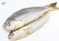 Yellow Croaker (Larimichthys polyactis)