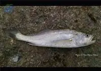Big Mouth Croaker