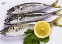 Horse Mackerel Fish