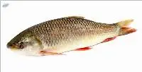 Catla Fresh Water Fish