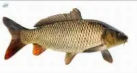 Rohu Fresh Water Fish