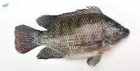 Tilapia Fresh Water Fish