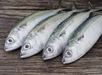 Indian Mackerel (Rastrelliger Kanagurta)