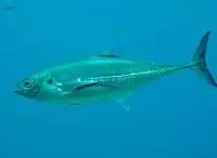 Horse Mackerel (Trachurus)