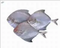 Black Pomfret (Parastromateus Niger)