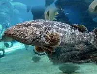 Malabar Reef Cod (Epinephelus Malabaricus)