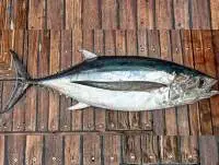 Yellowtail Scad