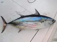 Skipjack Tuna (Katsuwonus Pelamis)