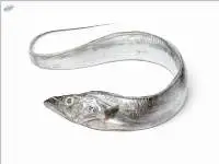 Ribbon Fish (Lepturacanthus savala)