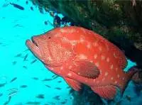 Red Ref Cod (Cephalopholis Sonnerati)